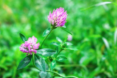 Yeşil çim çekim bir arka planda Lila yonca