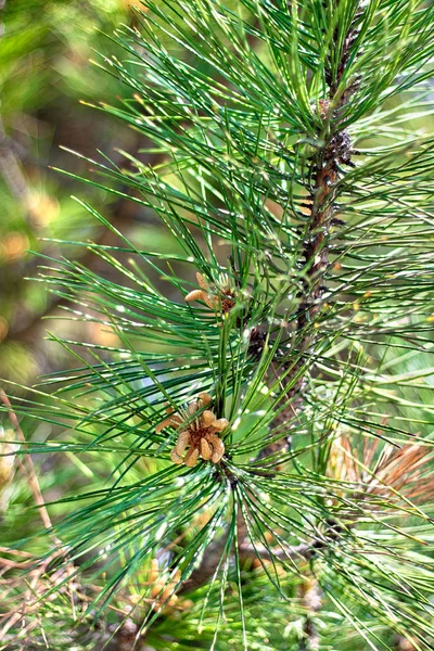 Pine Branch Young Cones Close — Stock Photo, Image