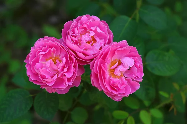 Engelska Rose Merlin Närbild — Stockfoto