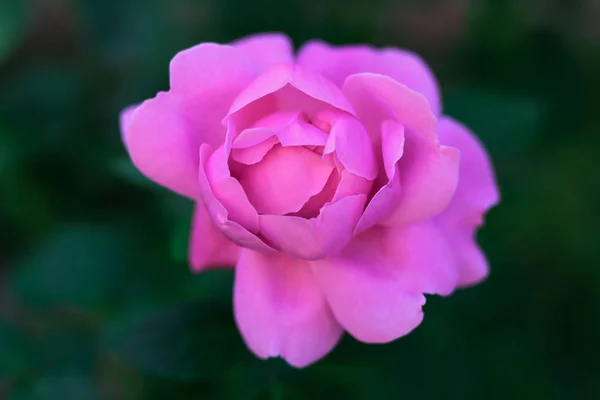 Młoda Róża Bud Merlin Ogrodzie — Zdjęcie stockowe