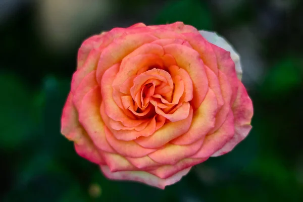 Koralowa Róża Bud Bliska — Zdjęcie stockowe