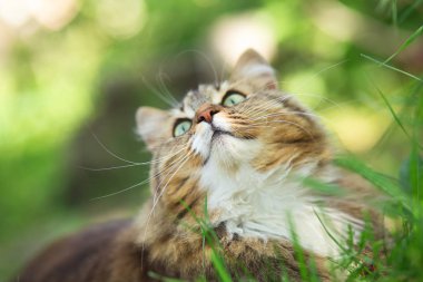 güzel bir Siberian kedi çim, açık havada yürüyüş a evde beslenen hayvan portresi yaz