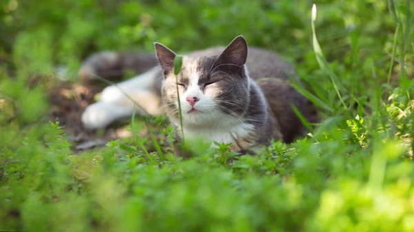 Retrato Verano Hermoso Gato Acostado Hierba Mascota Está Descansando Sobre — Foto de Stock