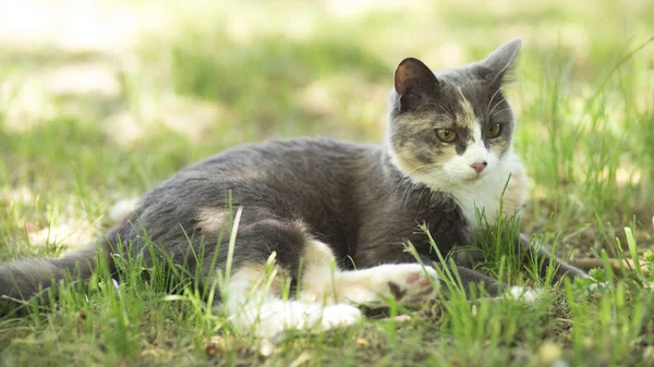 夏は草の上に横たわる美しい猫の肖像画 ペットは太陽の下で自然に休んでいます — ストック写真