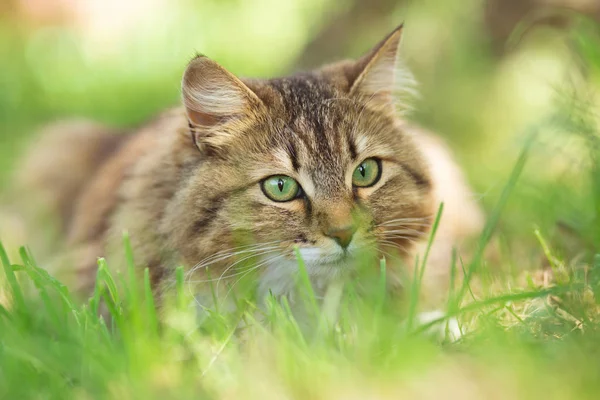 夏日的画像 一只美丽的猫躺在草地上 宠物在阳光下栖息在大自然中 — 图库照片