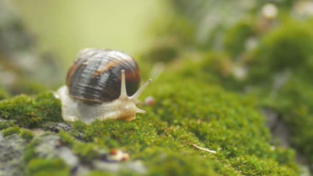 カタツムリはもはや恐れていない家の殻からアンテナを突き出し 庭の緑の苔の上のナメクジ 概念野生動物と自然 反射的な行動 — ストック動画