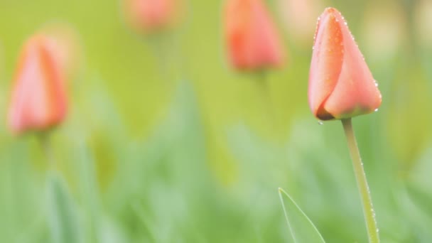 Brote Tulipán Con Gotas Rocío Balancea Por Viento Día Lluvioso — Vídeo de stock