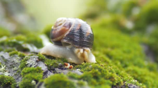 Escargot Sort Les Antennes Coquille Maison Peur Limace Sur Mousse — Video