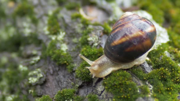 escargot sort les antennes de la coquille de la maison n'a plus peur, la limace sur la mousse verte dans le jardin, concept faune et nature, comportement réflexif 