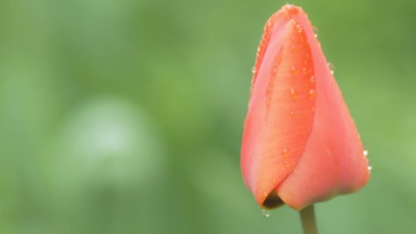 Broto Uma Tulipa Com Gotas Orvalho Balança Pelo Vento Dia — Vídeo de Stock