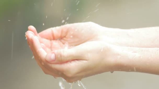 Manos Femeninas Recogen Agua Lluvia Con Palmeras Vertiendo Concepto Salud — Vídeo de stock