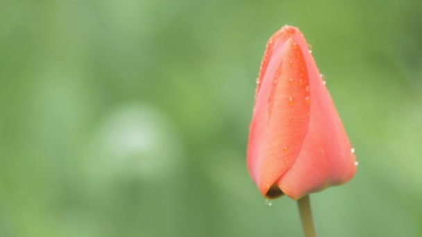 Broto Uma Tulipa Com Gotas Orvalho Balança Pelo Vento Dia — Vídeo de Stock