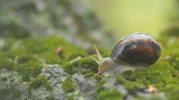 Snail sticks out the antennae from the house shell no longer afraid, the slug on the green moss in the garden,concept wildlife and nature,reflexive behavior — Stock Footage Snail Sticks Out Antennae House Shell Longer Afraid Slug Green Video Clip