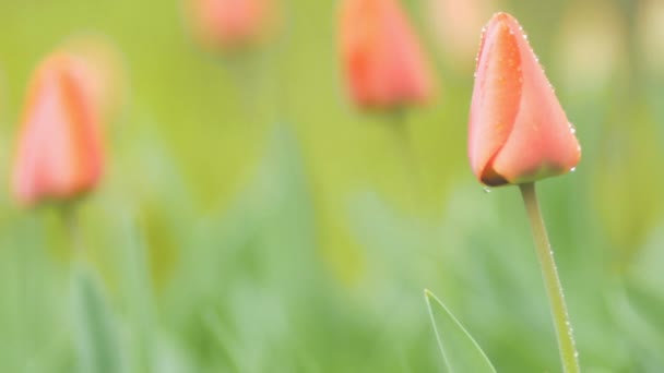 Bud Tulip Dewdrops Sways Wind Spring Rainy Day Nature Background — Stock Video