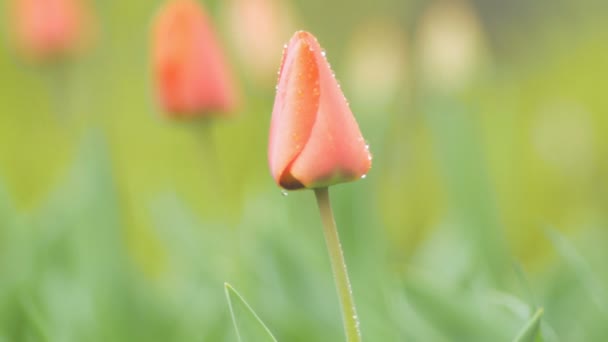 Broto Uma Tulipa Com Gotas Orvalho Balança Pelo Vento Dia — Vídeo de Stock