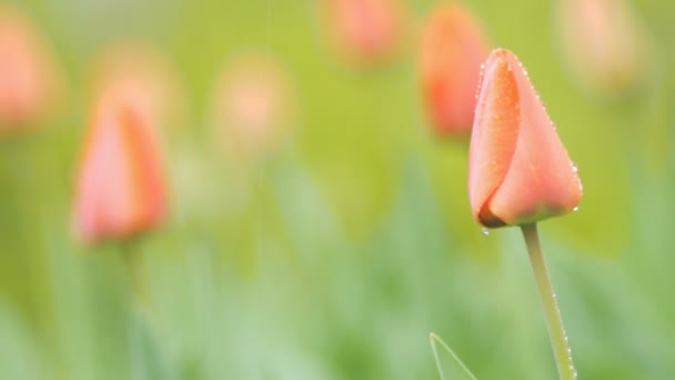 郁金香的花蕾与露珠在春天的雨天随风而曳 自然背景 春天盛开 — 图库视频影像