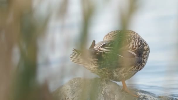 若いアヒルは葦の後ろの水の近くの石の上に座って川の岸に羽をきれいにする自然界の鳥の野生生物 — ストック動画