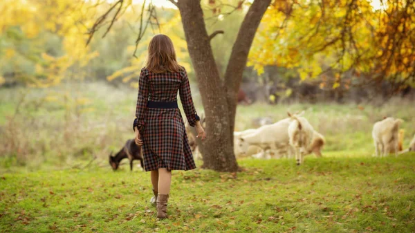 Une fille marchant à la campagne parmi des troupeaux de chèvres paissant dans une prairie, jeune femme jouissant de l'harmonie avec la nature — Photo