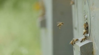 arı sürüsü doğada bahçede kovana uçar, apiculture, böceklerin vahşi yaşam, doğada güzellik kavramı, gıda endüstrisi, sağlıklı gıda, yavaş hareket