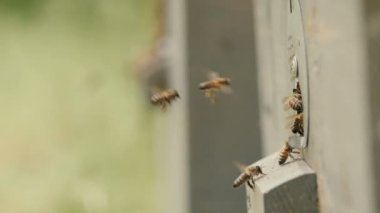 arı sürüsü doğada bahçede kovana uçar, apiculture, böceklerin vahşi yaşam, doğada güzellik kavramı, gıda endüstrisi, sağlıklı gıda, yavaş hareket