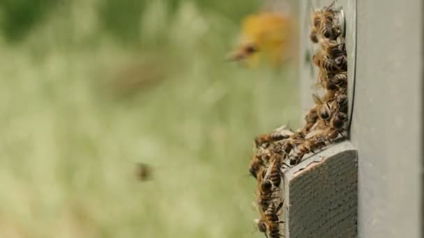 成群的蜜蜂飞入花园的蜂巢 在自然 昆虫的野生生活 自然之美的概念 食品工业 健康食品 慢动作 — 图库视频影像