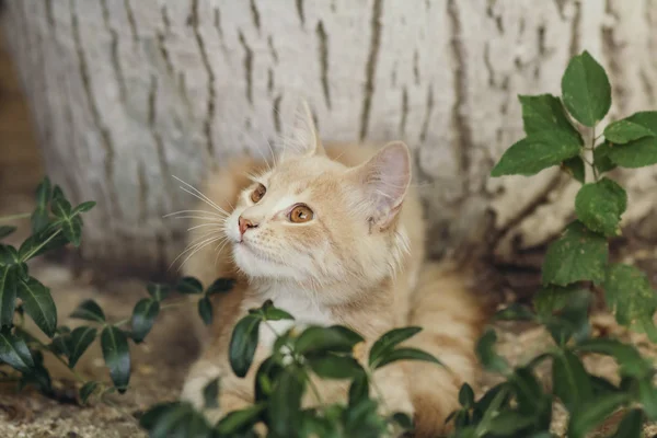 Sommerporträt eines niedlichen Ingwer-Kätzchens mit braunen Augen, das unter einem Baumstamm auf dem Boden zwischen grünen Pflanzen liegt, Katze schaut verspielt auf — Stockfoto