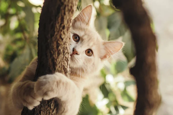 Летний портрет прекрасной рыжей кошки, гуляющей по природе, котенок с карими глазами играет, прячась за виноградной веткой — стоковое фото