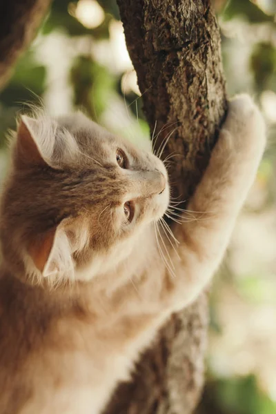 Retrato de verão de um belo gato de gengibre andando na natureza, gatinho de olhos castanhos joga escondendo-se atrás de um ramo de uva — Fotografia de Stock