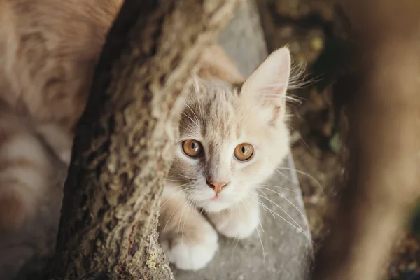 Sommerporträt einer schönen Ingwerkatze, die in der Natur spaziert, braunäugiges Kätzchen spielt, das sich hinter einem Traubenzweig versteckt — Stockfoto