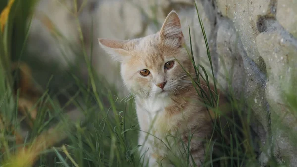 Un chaton mignon marche dans la cour, un chat rouge dans la confusion assis près d'un chaton mignon marche dans la cour, un chat rouge dans la confusion se trouve près de la clôture — Photo