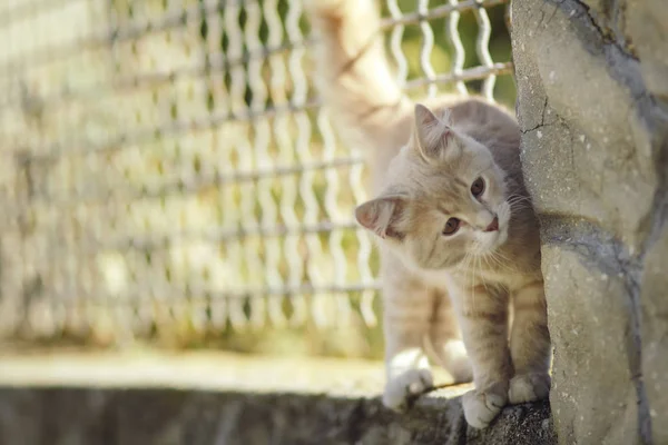 Lindo gatito juega en el patio, jengibre gato cerca de la cerca, patrón de luz en el pelo del animal — Foto de Stock