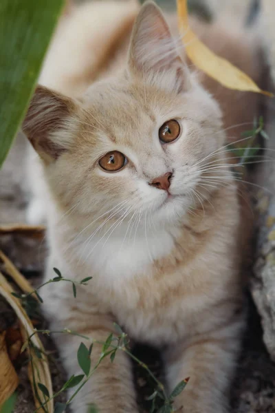 Top view portrait of a beautiful ginger cat looking up, brown-eyed kitten walking outdoors — Stock Photo, Image
