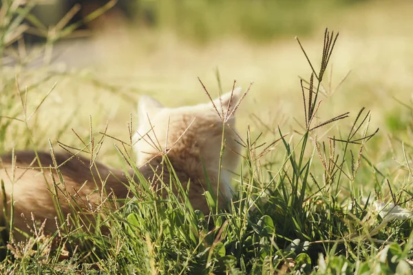 Retro del gattino carino passeggiare nella natura, un gatto rosso si trova sull'erba verde e crogiola al sole all'aperto — Foto Stock