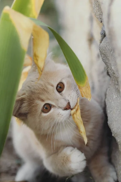 Gatito divertido mordisquea una hoja de una planta, un pequeño gato camina en el patio, animales domésticos — Foto de Stock