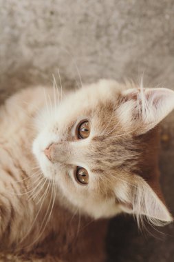 bahçede yatan sevimli kırmızı kedi yavrusu, kedi doğada yürür, komik hayvanlar, üst görünüm portre