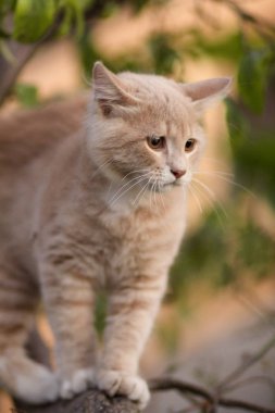 ağaç dalı üzerinde sevimli karışık kedi , komik hayvanlar, kedi açık havada yürüyüş