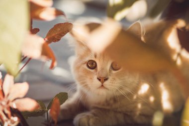 kedi çiçek ve yaprakları, bahçede yürüyen bir zencefil kedi yavrusu sevimli bir portre, komik hayvanlar arkasından dışarı peeks