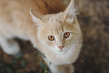 sevimli zencefil kedi yavrusu üst görünümü portresi, kedi açık havada yürüyüş, kahverengi gözlü evcil hayvan yüzü kameraya bakarak