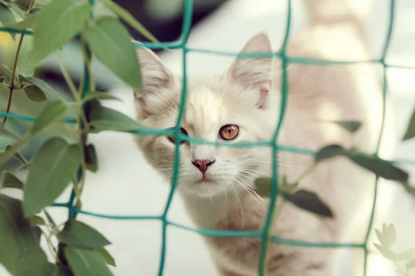 Lindo jengibre gatito detrás de la red con plantas, curioso gato caminando en el patio — Foto de Stock