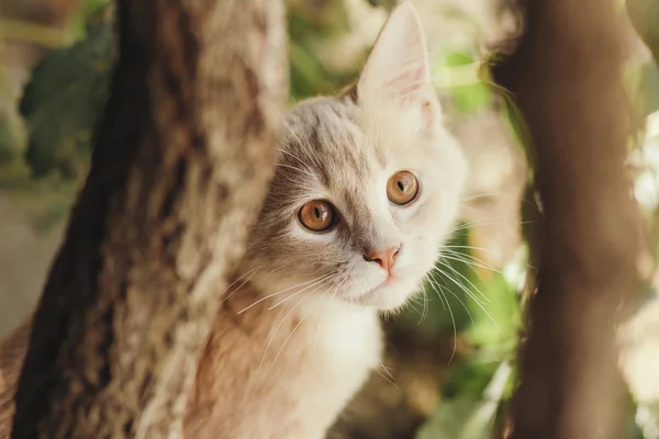 Sommerporträt einer schönen Ingwerkatze, die in der Natur spaziert, braunäugiges Kätzchen spielt, das sich hinter einem Traubenzweig versteckt — Stockfoto