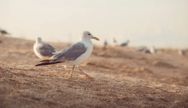 Kormoran wandert entlang des Sandes auf der Suche nach Nahrung, Vogelschar am Meeresufer, Tierwelt — Stockfoto
