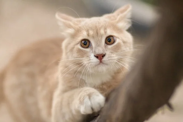 Verspieltes Ingwerkätzchen, das an einem Ast hing und aufblickte, Porträt einer jagenden Katze, lustige Tiere in der Natur — Stockfoto