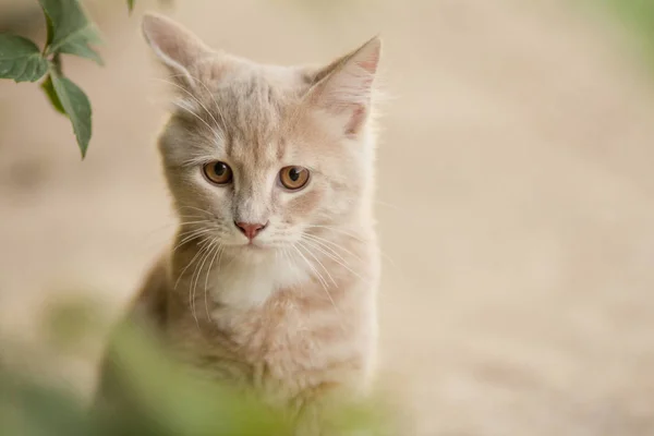 Triste gengibre gatinho retrato ao ar livre, animais engraçados na natureza — Fotografia de Stock