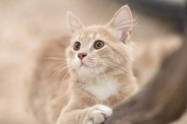 Gatinho de gengibre curioso pendurado em um ramo e olhando para cima, retrato de gato de caça, animais engraçados na natureza — Fotografia de Stock