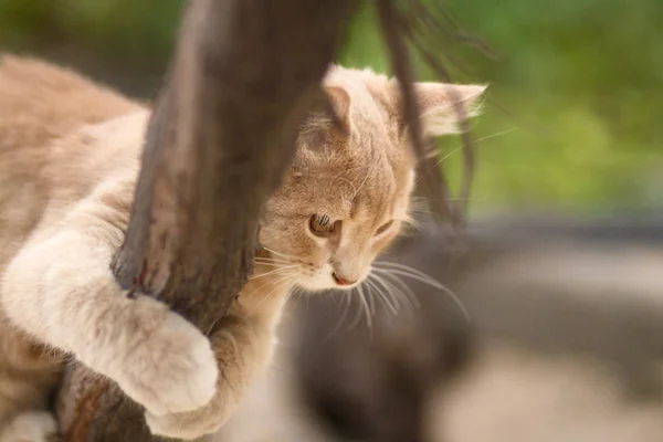 scared kitten hugs a tree branch and watches from top to bottom, pet walking and hunting in nature, funny animals