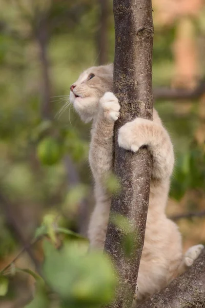 Gato abrazando un árbol rama, lindo jengibre gatito jugando en la naturaleza, divertido animales — Foto de Stock