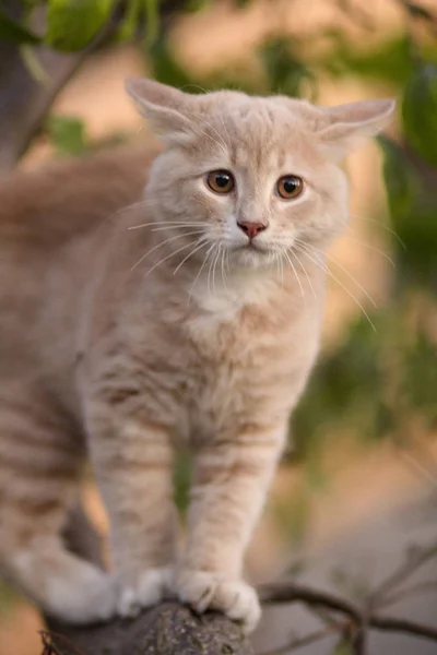 Roztomilá kočka, šplhat na strom se strachem a pohledem na kameru, legrační zvířata, kočička pozorná zahrada — Stock fotografie