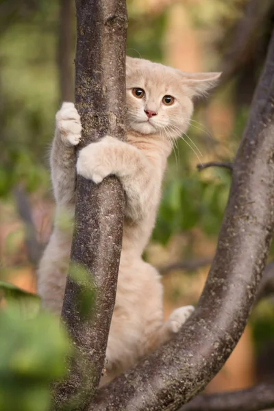 scared cat hugged a tree branch, cute ginger kitten in a confusion among foliage, pet walks in nature, funny animals