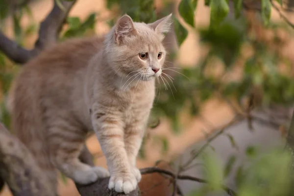 Bonito gato confuso no galho da árvore, animais engraçados, gatinho andando ao ar livre — Fotografia de Stock