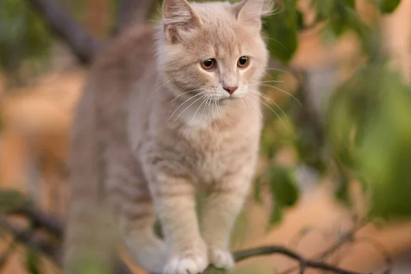 Mignon chat confus sur branche d'arbre, animaux drôles, chaton marchant à l'extérieur — Photo
